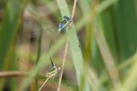Lestes sponsa