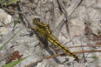 Orthetrum cancellatum
