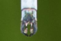 Lestes sponsa
