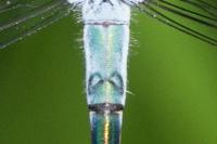 Lestes sponsa