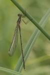 Chalcolestes viridis