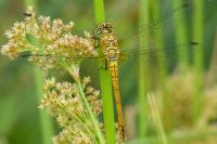 Sympetrum sanguineum