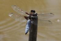 Libellula depressa