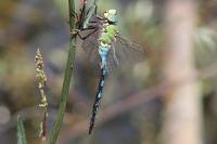 Anax imperator