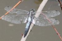 Orthetrum albistylum