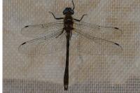 Oxygastra curtisii
