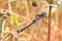 Orthetrum albistylum