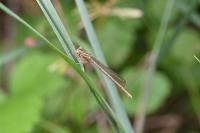 Platycnemis pennipes