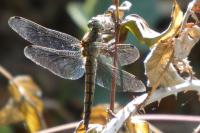 Orthetrum cancellatum