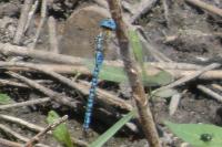 Aeshna affinis