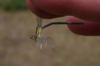 Platycnemis pennipes