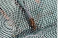 Orthetrum coerulescens