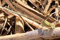 Platycnemis