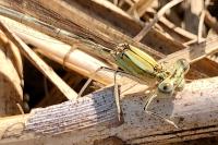 Platycnemis