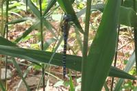 Aeshna affinis