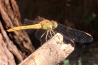 Sympetrum meridionale