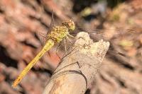 Sympetrum meridionale