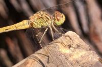Sympetrum meridionale