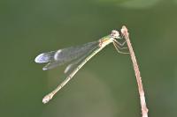 Chalcolestes viridis