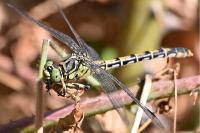 Onychogomphus forcipatus