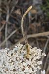 Platycnemis pennipes