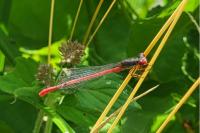 Ceriagrion tenellum