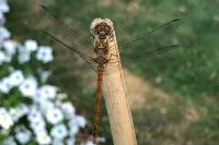Sympetrum sanguineum