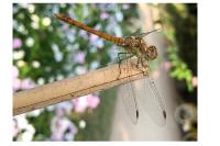 Sympetrum sanguineum