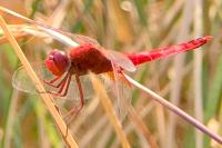 Crocothemis erythraea