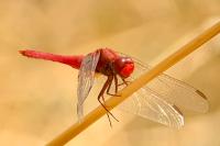 Crocothemis erythraea