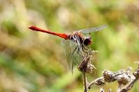 Sympetrum sanguineum