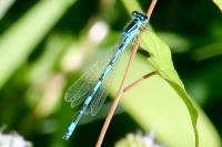 Coenagrion mercuriale