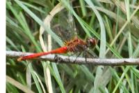 Sympetrum sanguineum