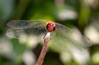 Sympetrum sanguineum