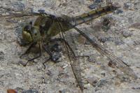 Orthetrum cancellatum