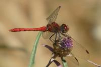 Sympetrum sanguineum