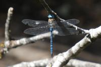 Aeshna affinis