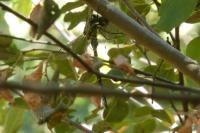 Aeshna cyanea