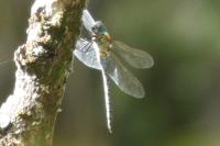 Aeshna affinis
