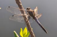 Orthetrum cancellatum
