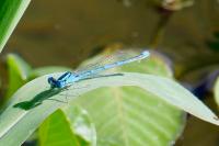 Erythromma lindenii