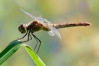 Sympetrum sanguineum