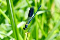Calopteryx splendens