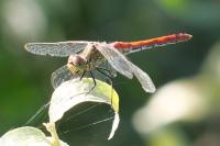 Sympetrum sanguineum