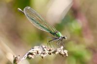 Calopteryx splendens