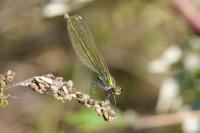 Calopteryx splendens