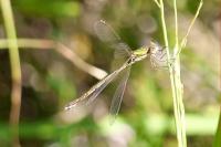 Lestes virens