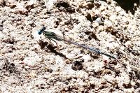 Platycnemis pennipes