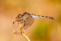 Sympetrum striolatum