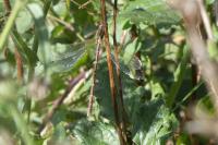Sympecma fusca